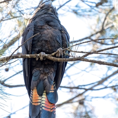 Calyptorhynchus lathami lathami (Glossy Black-Cockatoo) at Penrose, NSW - 11 May 2020 by GITM1