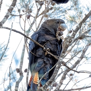 Calyptorhynchus lathami lathami at Penrose, NSW - suppressed