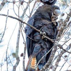 Calyptorhynchus lathami lathami at Penrose, NSW - suppressed