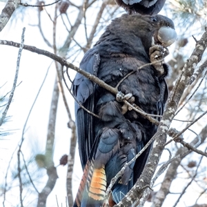 Calyptorhynchus lathami lathami at Penrose, NSW - suppressed