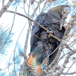 Calyptorhynchus lathami lathami at Penrose, NSW - suppressed