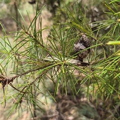 Hakea decurrens subsp. decurrens at Tirrannaville, NSW - 19 Dec 2024 by clarehoneydove