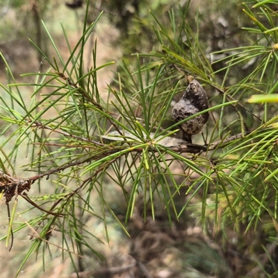 Hakea sericea (Needlebush) at Tirrannaville, NSW - 19 Dec 2024 by clarehoneydove