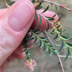 Melaleuca sp. at Tirrannaville, NSW - 19 Dec 2024 by clarehoneydove