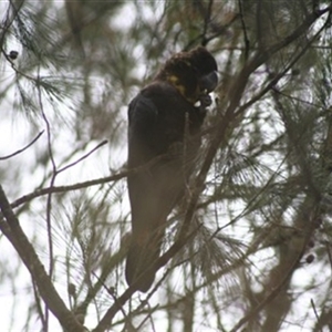 Calyptorhynchus lathami lathami at Fitzroy Falls, NSW - suppressed