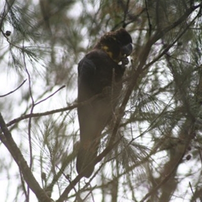 Calyptorhynchus lathami lathami (Glossy Black-Cockatoo) at Fitzroy Falls, NSW - 13 Sep 2020 by GITM1