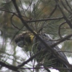 Calyptorhynchus lathami lathami at Fitzroy Falls, NSW - suppressed