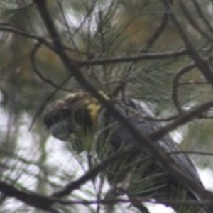 Calyptorhynchus lathami lathami at Fitzroy Falls, NSW - suppressed
