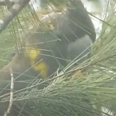 Calyptorhynchus lathami lathami at Fitzroy Falls, NSW - suppressed