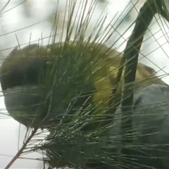 Calyptorhynchus lathami lathami at Fitzroy Falls, NSW - suppressed