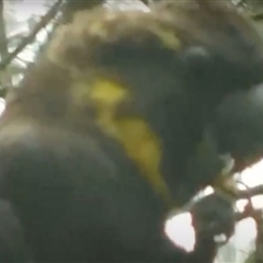 Calyptorhynchus lathami lathami at Fitzroy Falls, NSW - suppressed