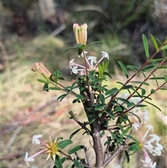 Pimelea linifolia (Slender Rice Flower) at Monga, NSW - 21 Nov 2024 by clarehoneydove