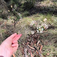 Pimelea linifolia at Monga, NSW - 21 Nov 2024