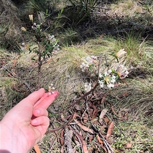 Pimelea linifolia at Monga, NSW - 21 Nov 2024