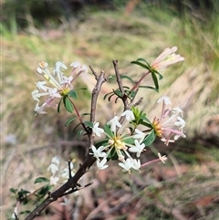 Pimelea linifolia at Monga, NSW - 21 Nov 2024