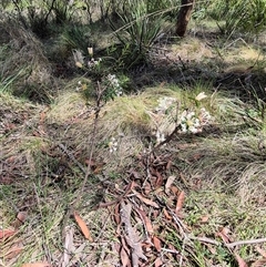 Pimelea linifolia at Monga, NSW - 21 Nov 2024