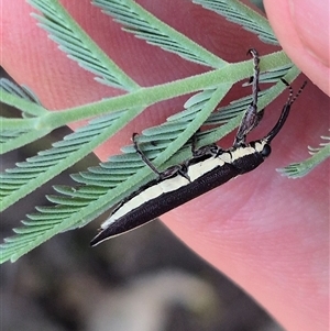 Rhinotia suturalis at Bungendore, NSW - 20 Dec 2024