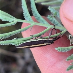 Rhinotia suturalis at Bungendore, NSW - 20 Dec 2024