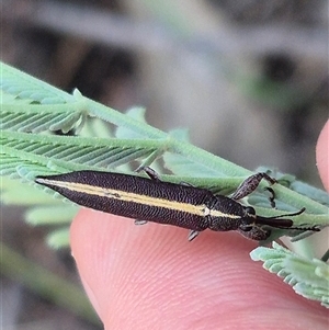 Rhinotia suturalis at Bungendore, NSW - 20 Dec 2024