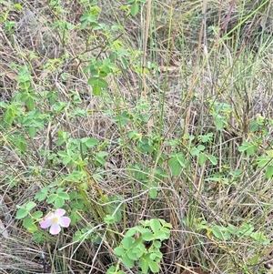 Rosa rubiginosa at Bungendore, NSW - 20 Dec 2024 06:36 PM