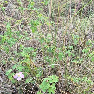 Rosa rubiginosa (Sweet Briar, Eglantine) at Bungendore, NSW - 20 Dec 2024 by clarehoneydove