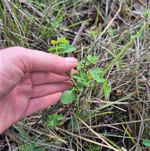 Rosa rubiginosa at Bungendore, NSW - 20 Dec 2024 06:36 PM