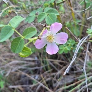 Rosa rubiginosa at Bungendore, NSW - 20 Dec 2024 06:36 PM