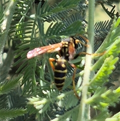 Polistes (Polistes) chinensis (Asian paper wasp) at Fyshwick, ACT - 20 Dec 2024 by clarehoneydove