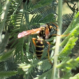 Polistes (Polistes) chinensis at Fyshwick, ACT - 20 Dec 2024 01:23 PM