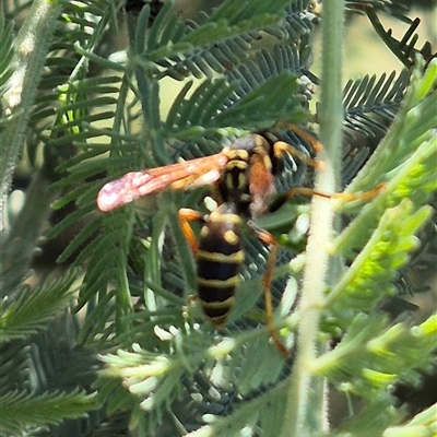 Polistes (Polistes) chinensis (Asian paper wasp) at Fyshwick, ACT - 20 Dec 2024 by clarehoneydove