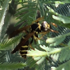 Polistes (Polistes) chinensis at Fyshwick, ACT - 20 Dec 2024