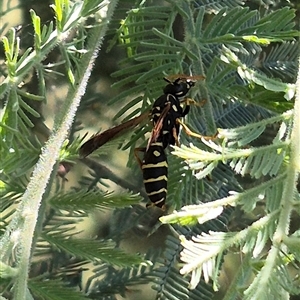 Polistes (Polistes) chinensis at Fyshwick, ACT - 20 Dec 2024