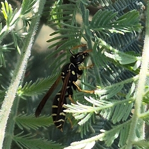 Polistes (Polistes) chinensis at Fyshwick, ACT - 20 Dec 2024