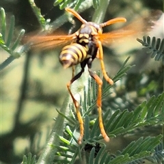 Polistes (Polistes) chinensis at Fyshwick, ACT - 20 Dec 2024