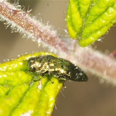 Aaaaba fossicollis (Raspberry jewel beetle) at Booth, ACT - 19 Dec 2024 by Harrisi