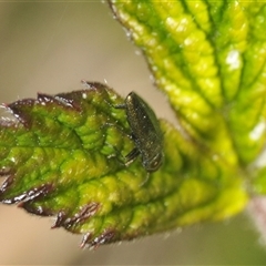 Aaaaba fossicollis at Booth, ACT - 19 Dec 2024