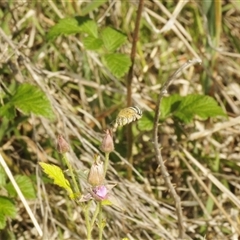 Amegilla sp. (genus) at Booth, ACT - 19 Dec 2024 by Harrisi