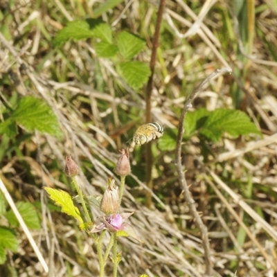 Amegilla sp. (genus) (Blue Banded Bee) at Booth, ACT - 19 Dec 2024 by Harrisi