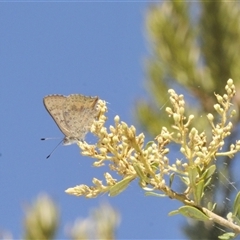 Paralucia aurifera (Bright Copper) at Rendezvous Creek, ACT - 19 Dec 2024 by Harrisi