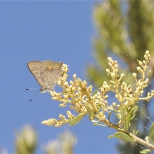 Paralucia aurifera at Rendezvous Creek, ACT - 19 Dec 2024