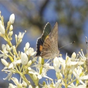 Paralucia aurifera at Rendezvous Creek, ACT - 19 Dec 2024