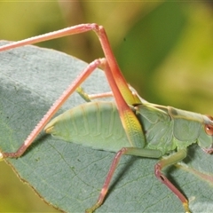 Caedicia simplex (Common Garden Katydid) at Rendezvous Creek, ACT - 19 Dec 2024 by Harrisi