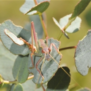 Caedicia simplex at Rendezvous Creek, ACT - 19 Dec 2024 12:50 PM