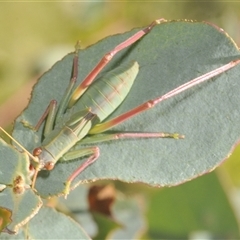 Caedicia simplex at Rendezvous Creek, ACT - 19 Dec 2024 12:50 PM