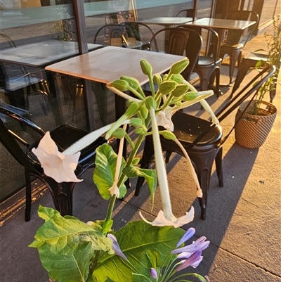 Nicotiana sylvestris (Woodland Tobacco) at Casey, ACT - 21 Dec 2024 by Jiggy