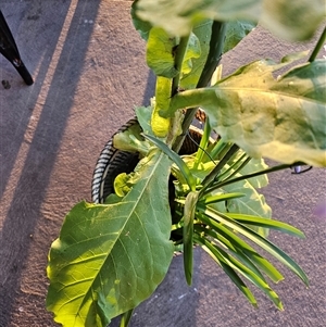 Nicotiana sylvestris at Casey, ACT - 21 Dec 2024 06:05 AM