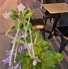 Nicotiana sylvestris at Casey, ACT - 21 Dec 2024 06:05 AM