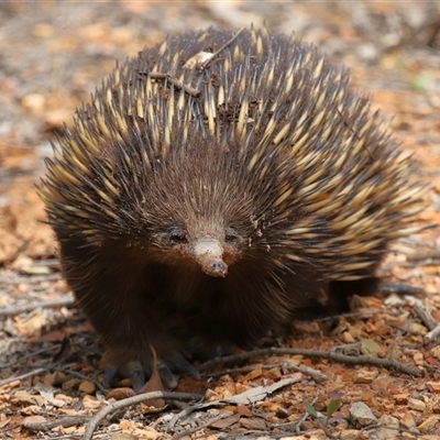 Tachyglossus aculeatus (Short-beaked Echidna) at Forde, ACT - 4 Dec 2024 by TimL