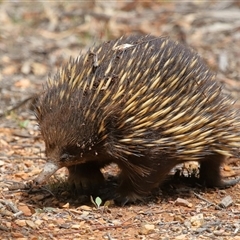 Tachyglossus aculeatus at Forde, ACT - 4 Dec 2024 11:38 AM