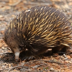 Tachyglossus aculeatus at Forde, ACT - 4 Dec 2024